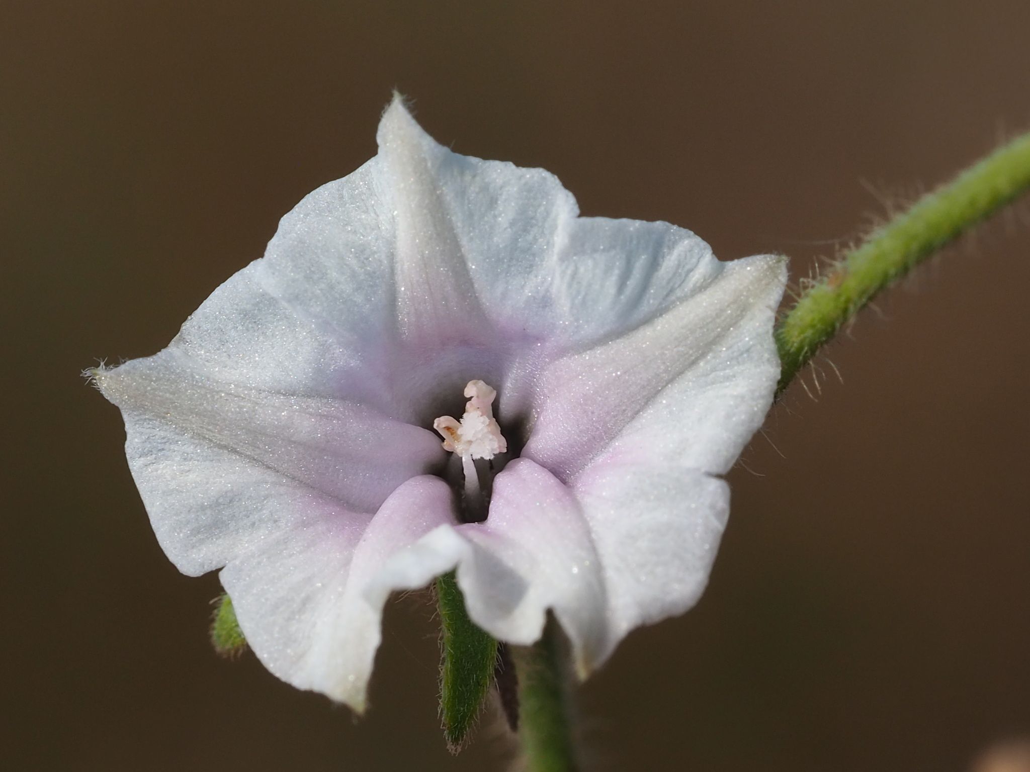 Ipomoea eriocarpa