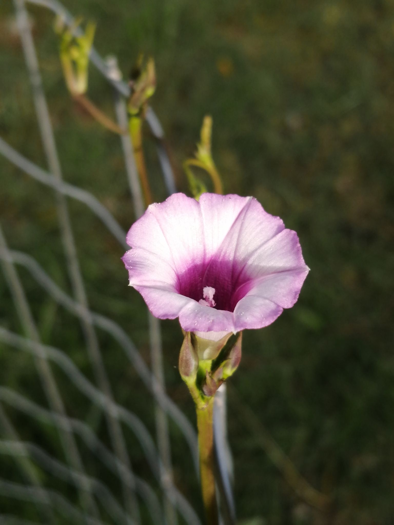 Ipomoea grandifolia