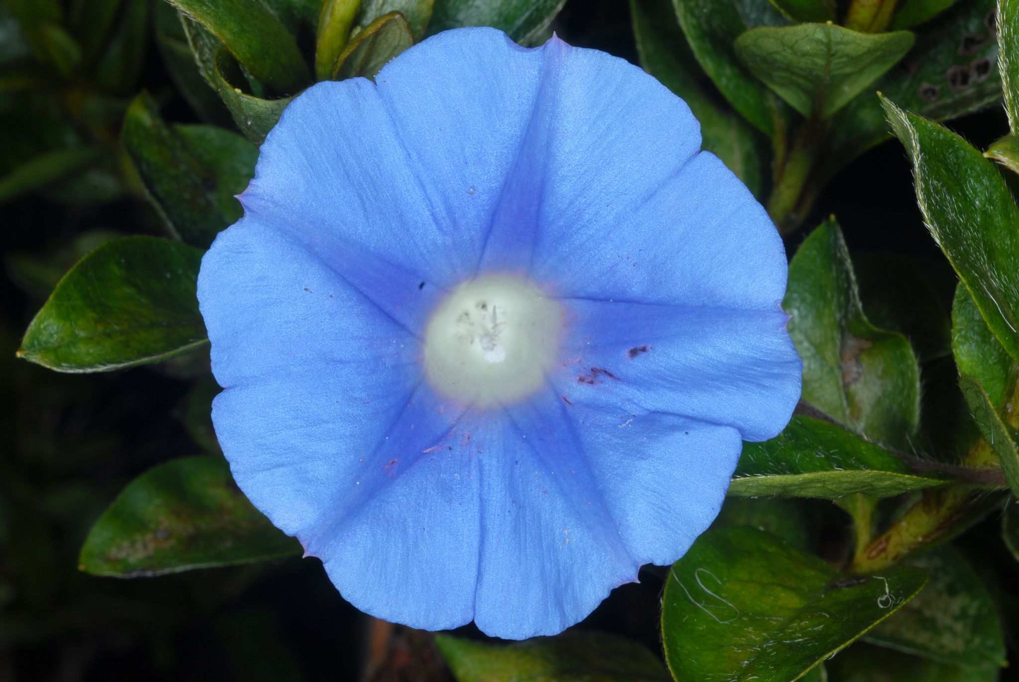 Ipomoea hederacea