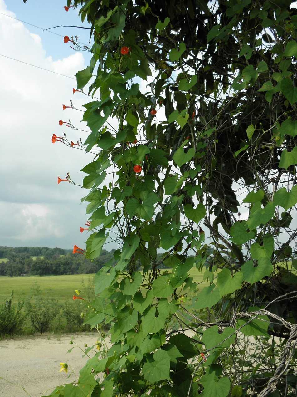 Ipomoea hederifolia