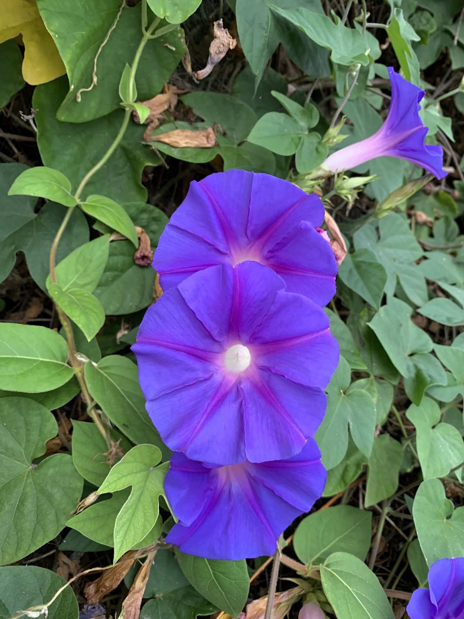 Ipomoea indica