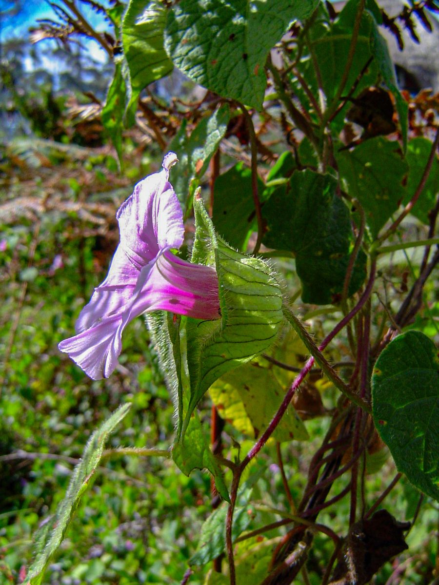 Ipomoea involucrata
