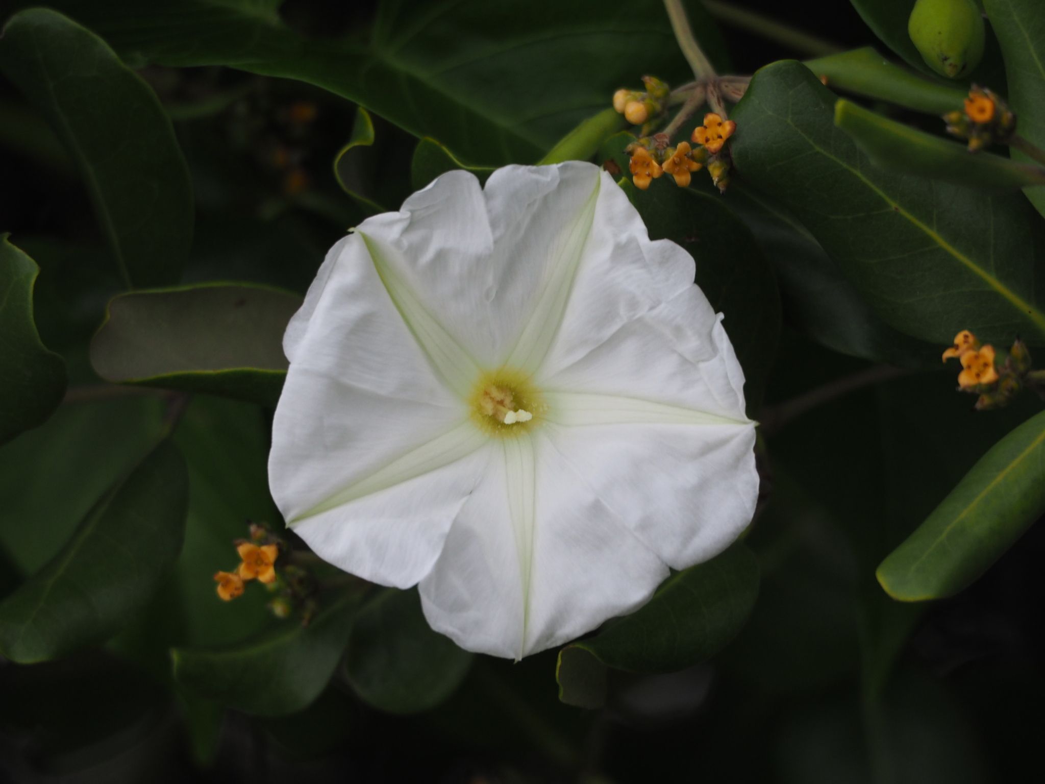 Ipomoea macrantha