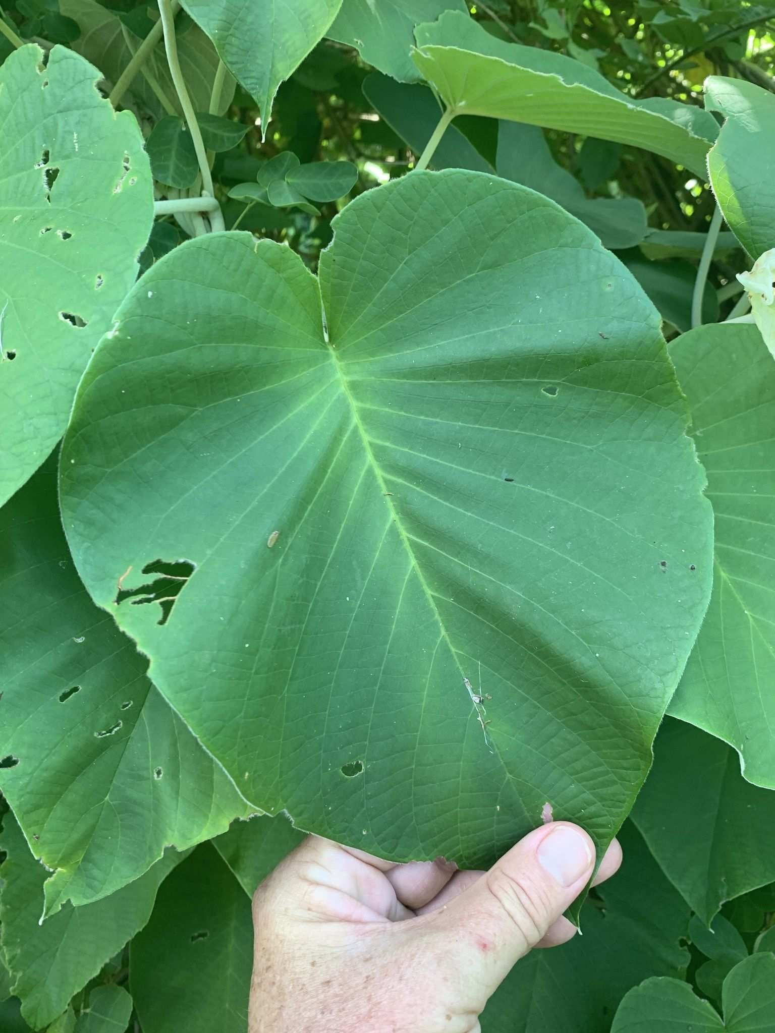 Ipomoea nervosa