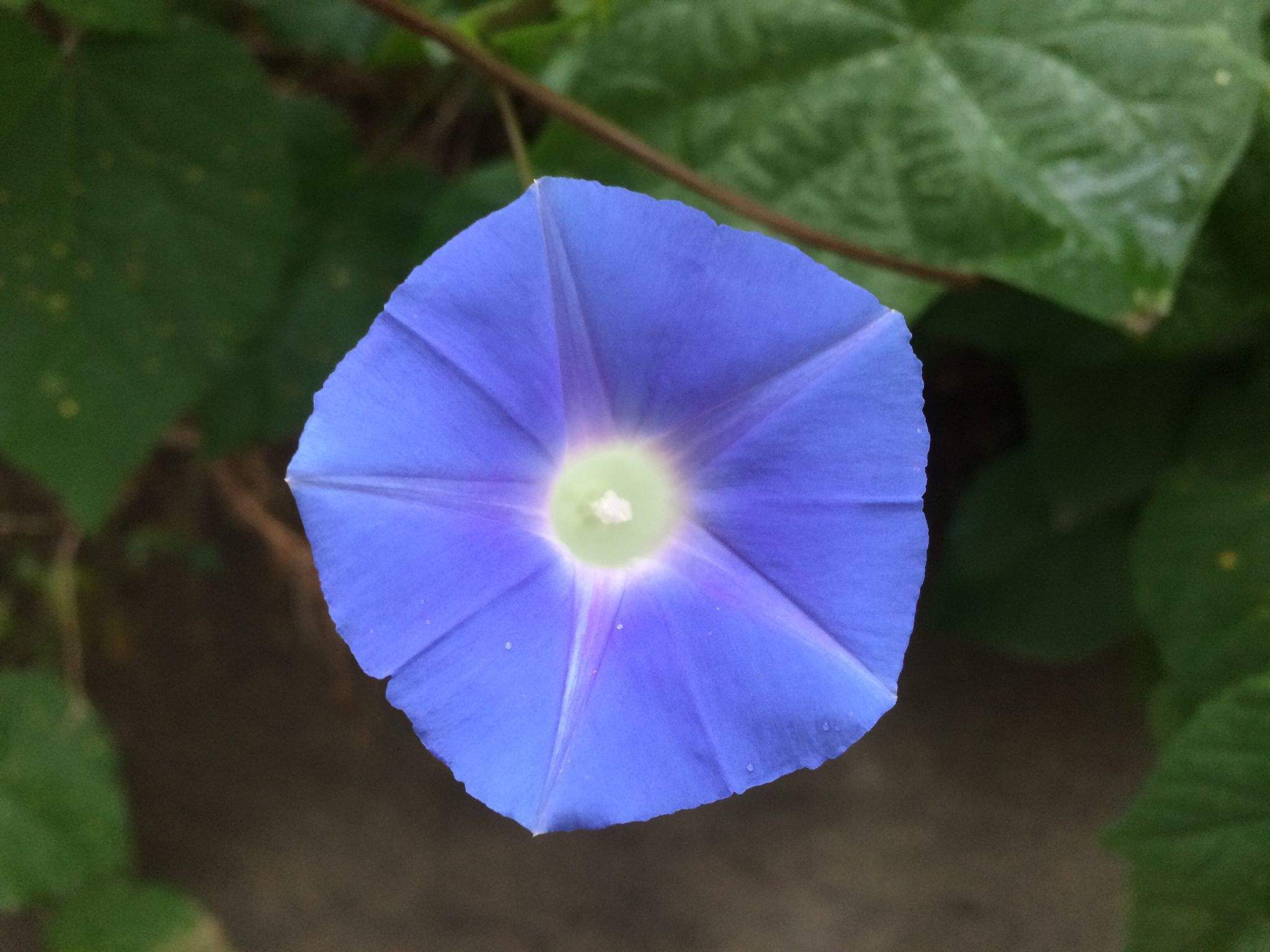 Ipomoea nil
