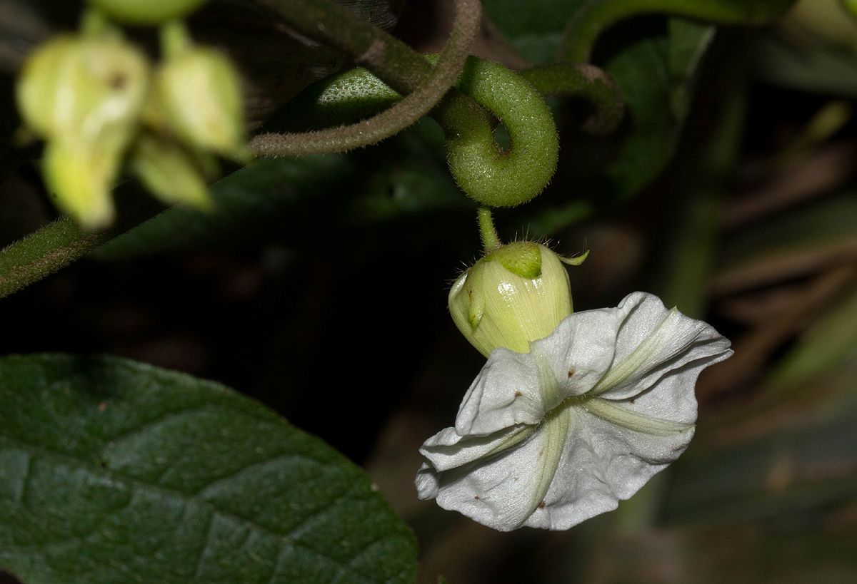 Ipomoea owariensis