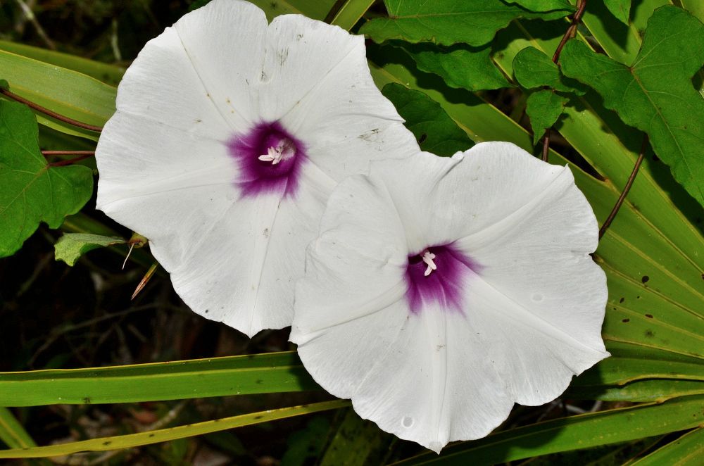 Ipomoea pandurata