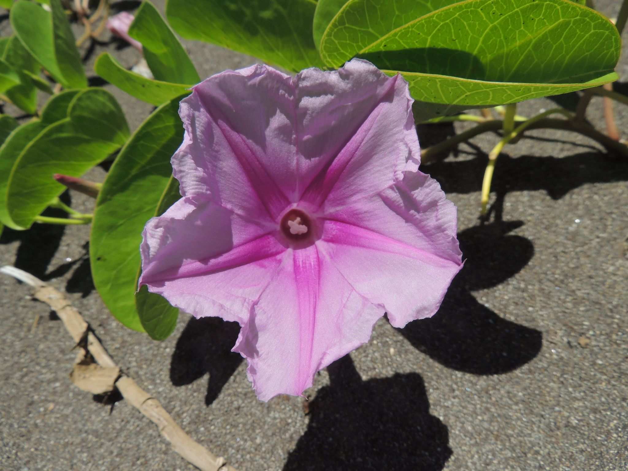 Ipomoea pes-caprae