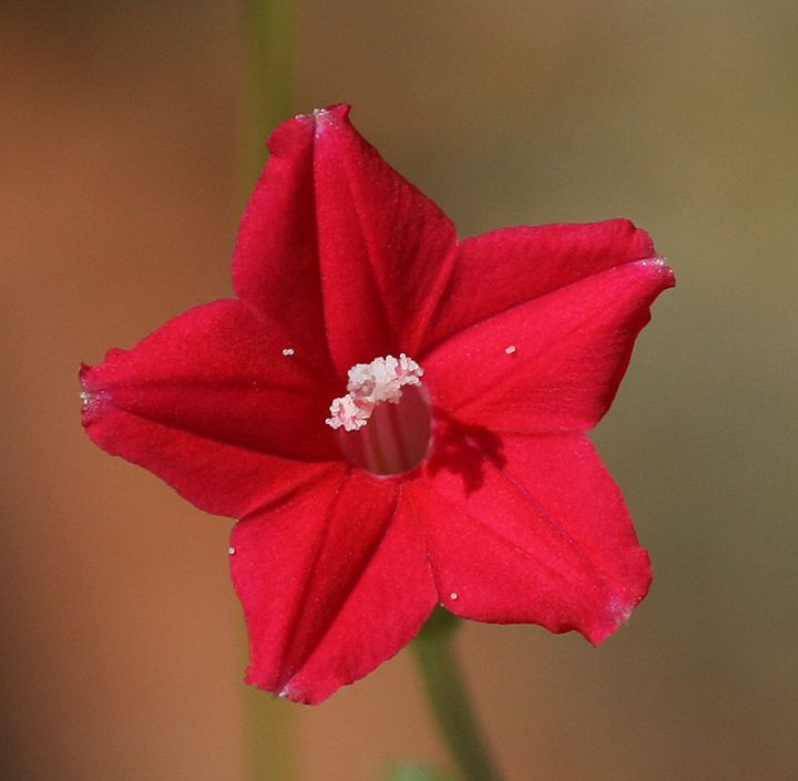 Ipomoea quamoclit