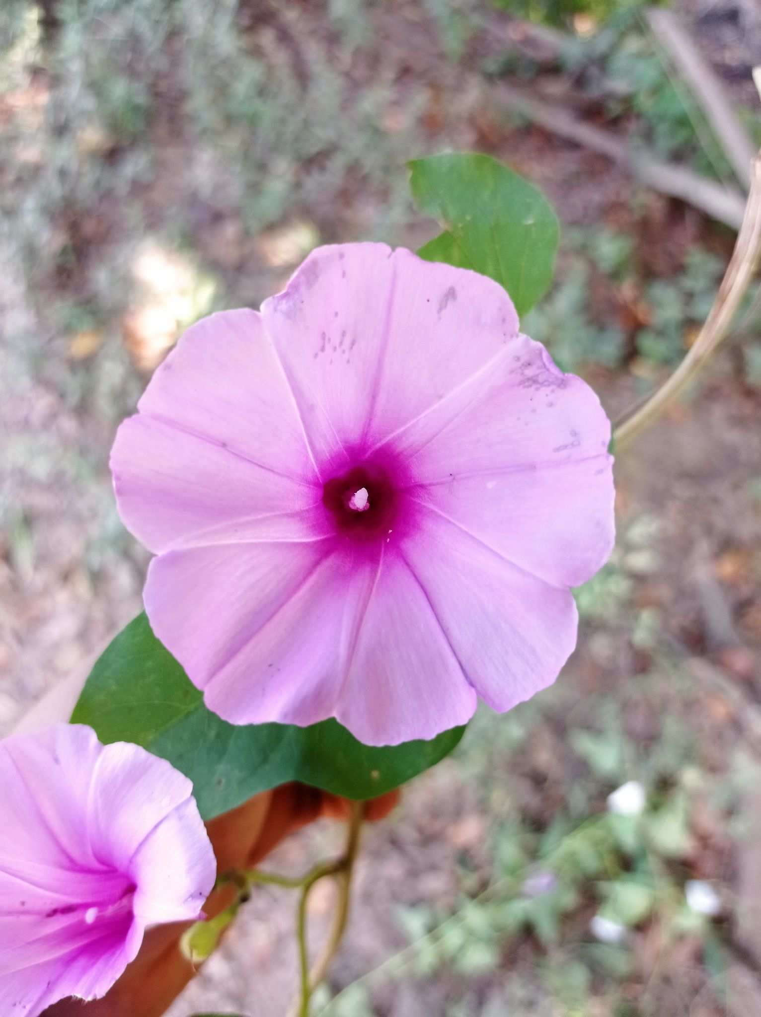 Ipomoea rubens