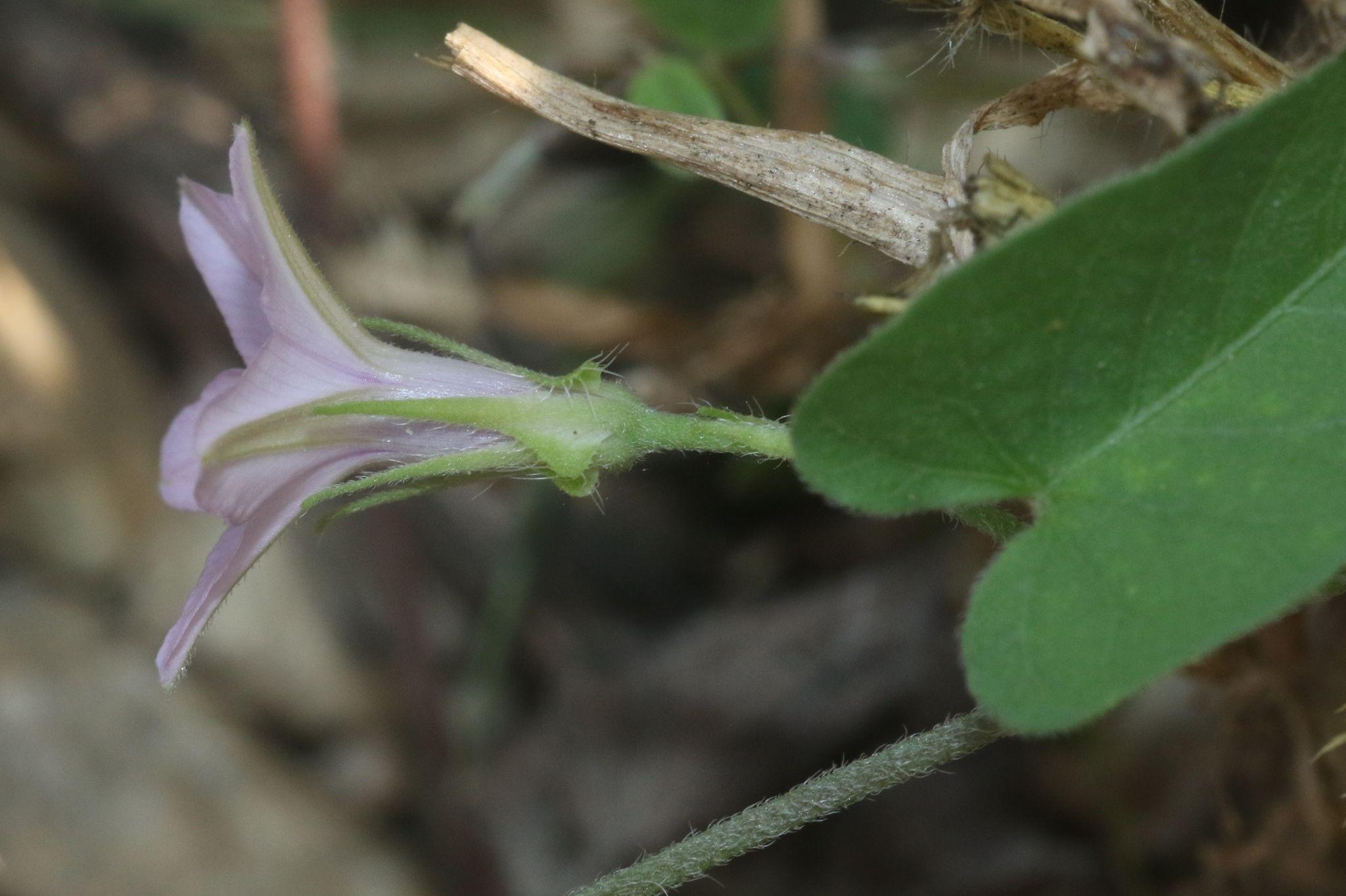 Ipomoea sinensis