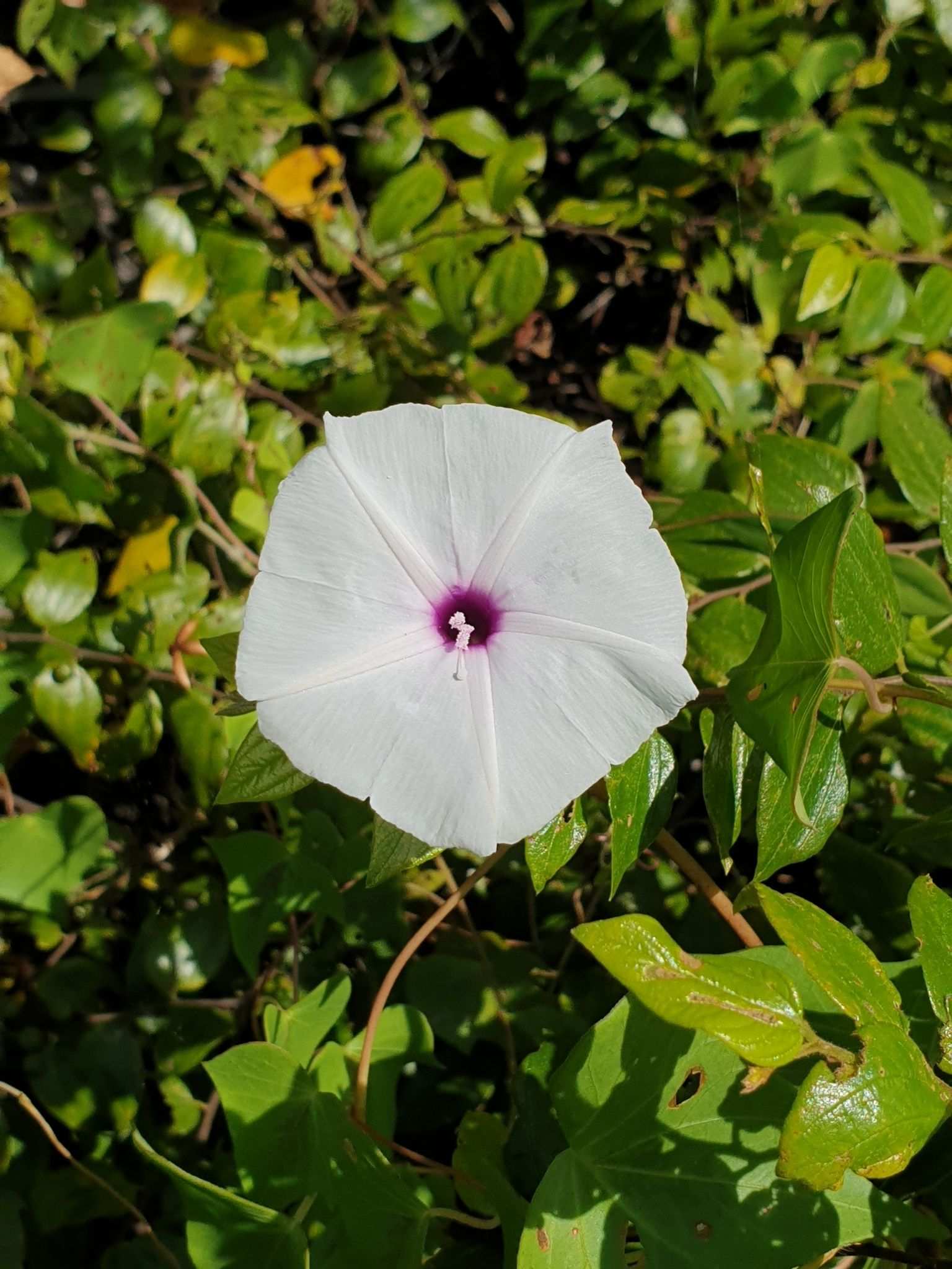 Ipomoea sp.