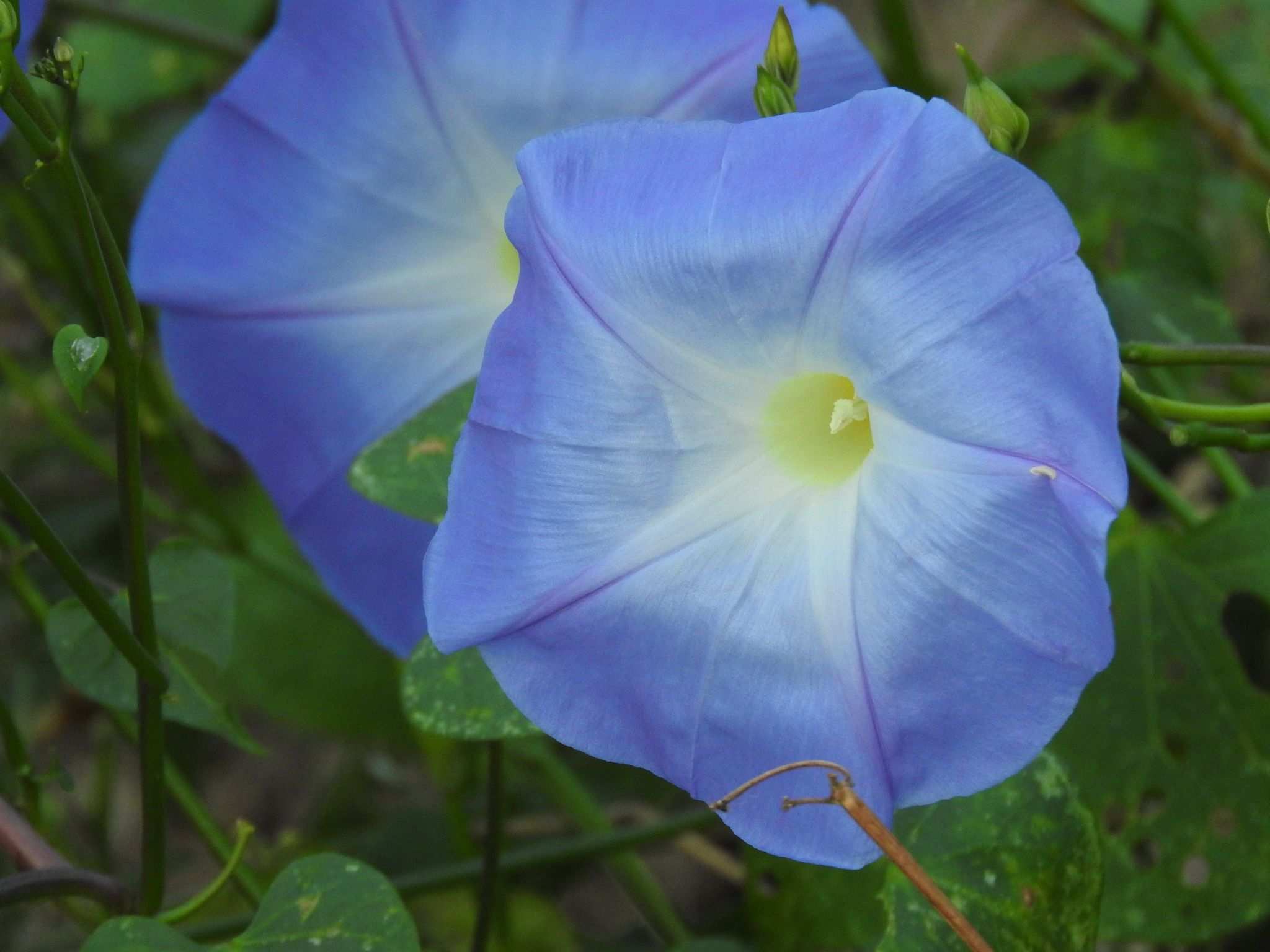 Ipomoea tricolor