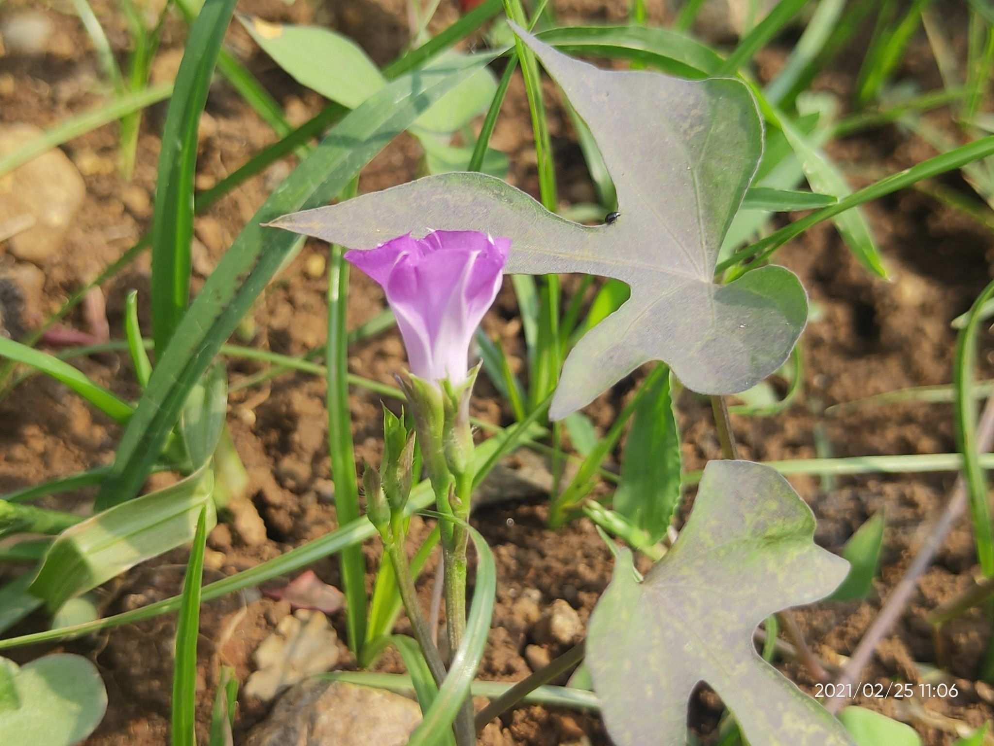 Ipomoea triloba