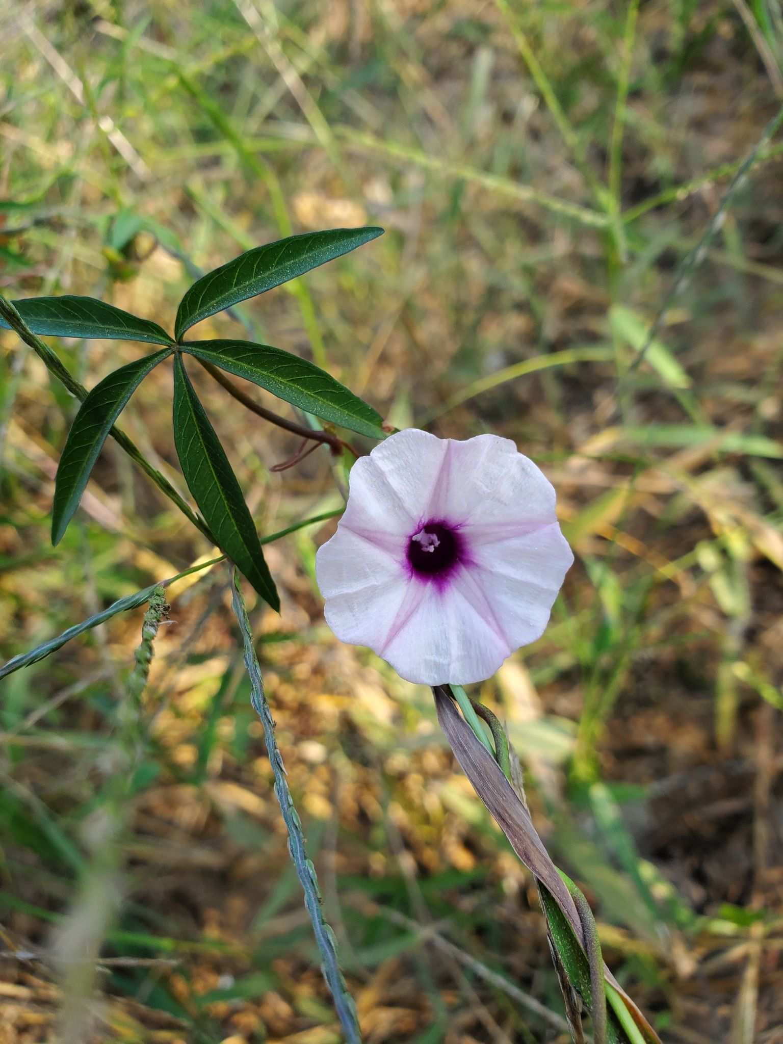 Ipomoea wrightii