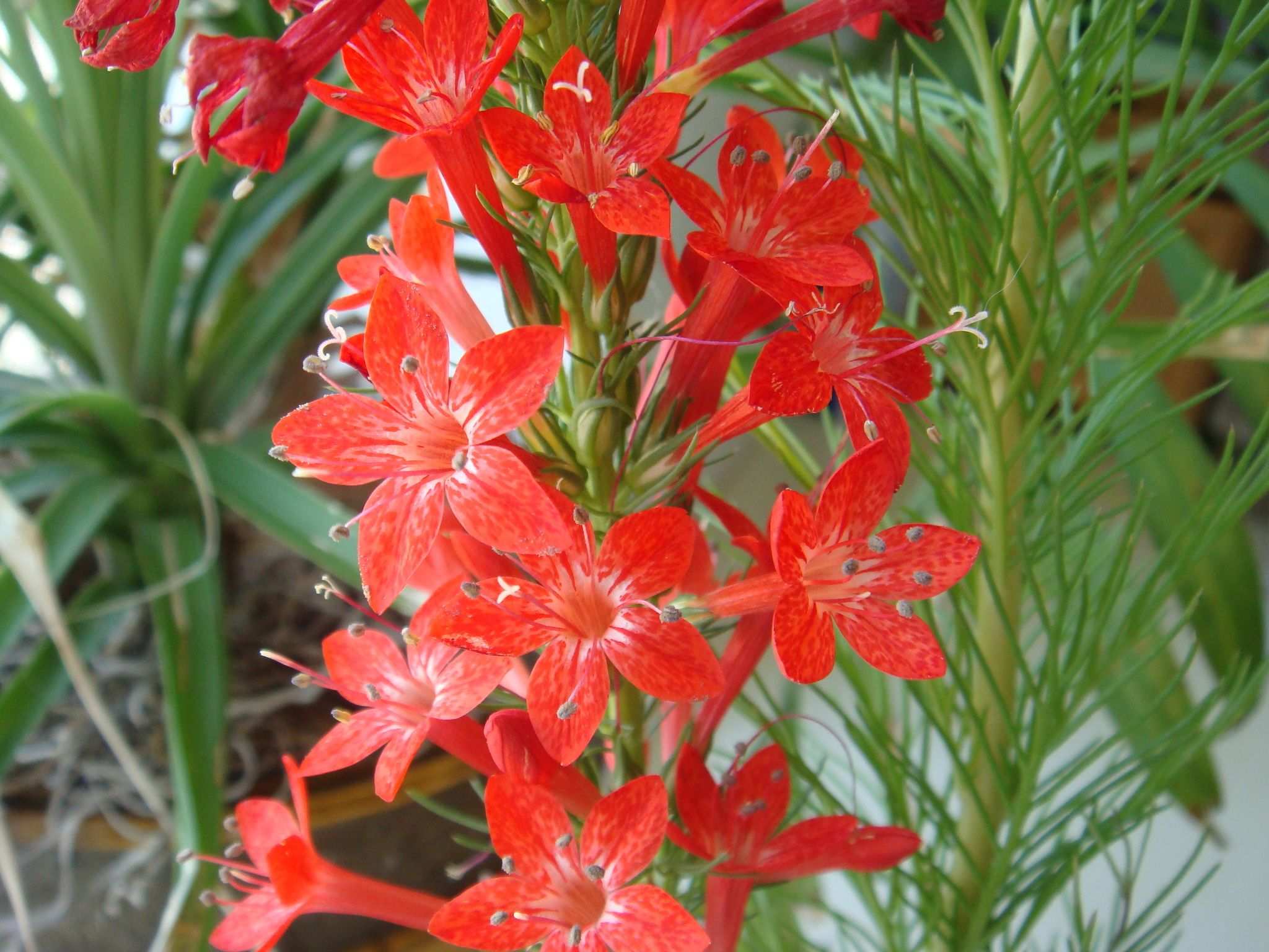 Ipomopsis rubra