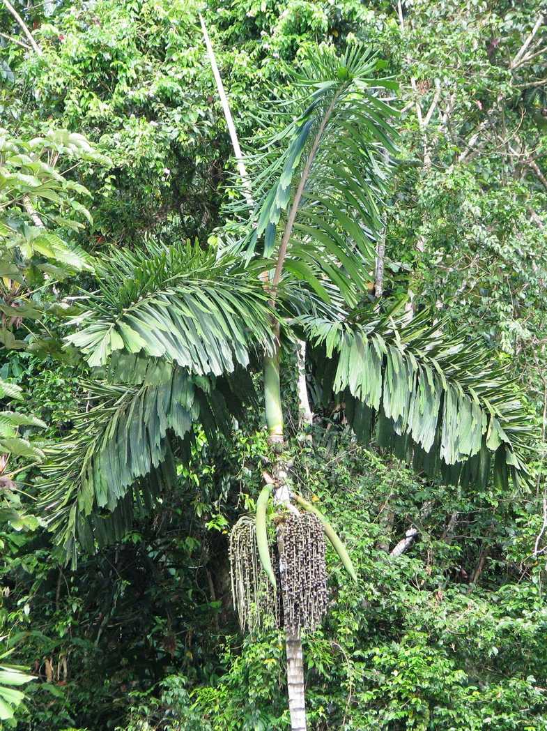 Iriartea deltoidea
