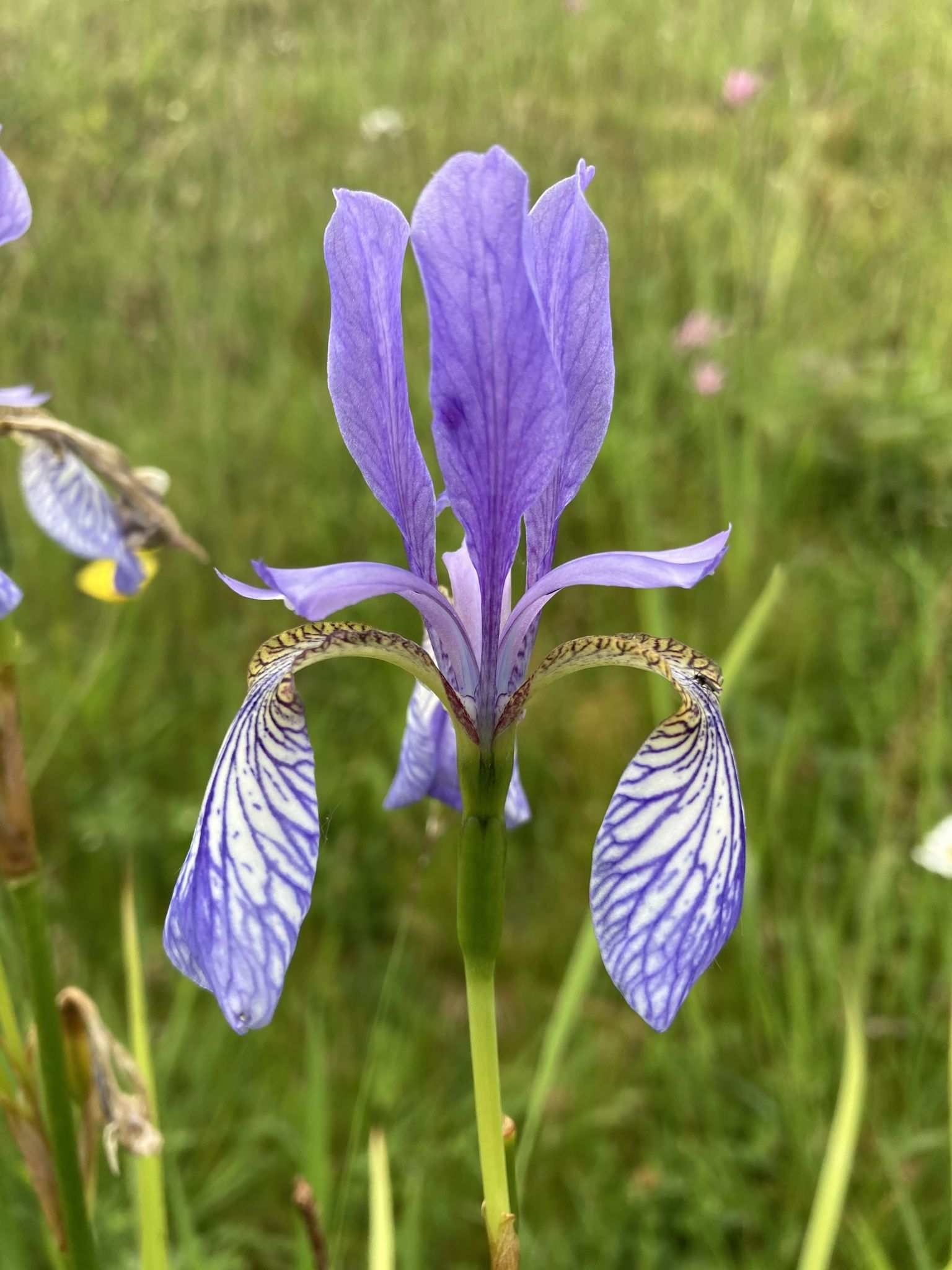 Iris sibirica