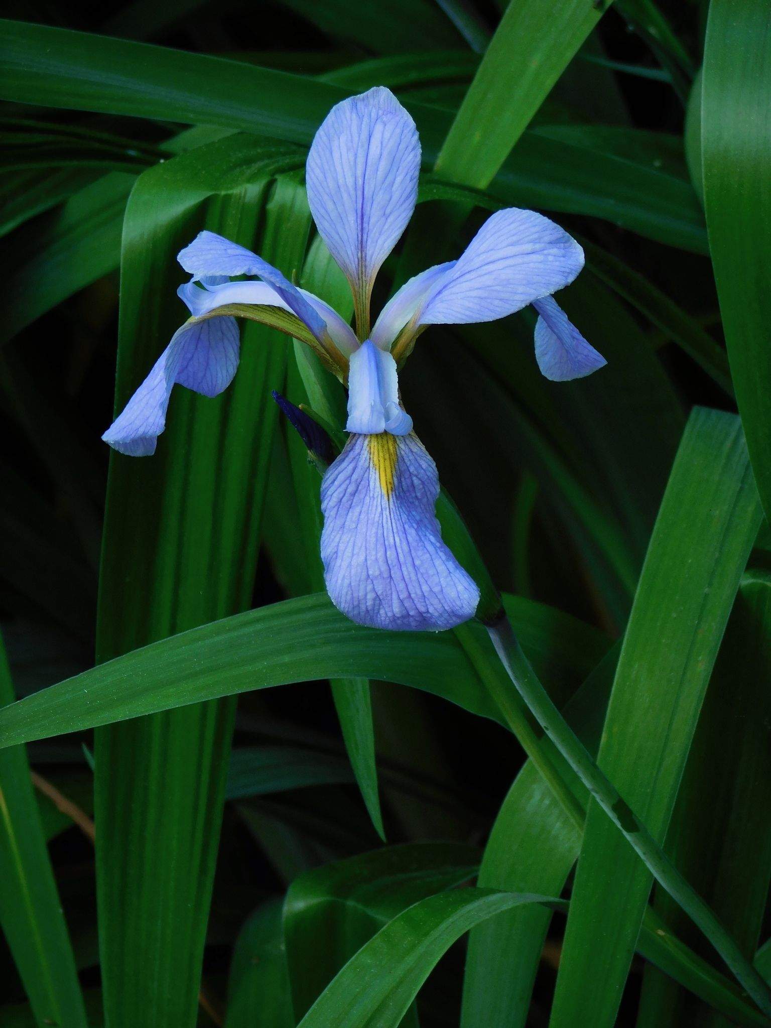 Iris virginica