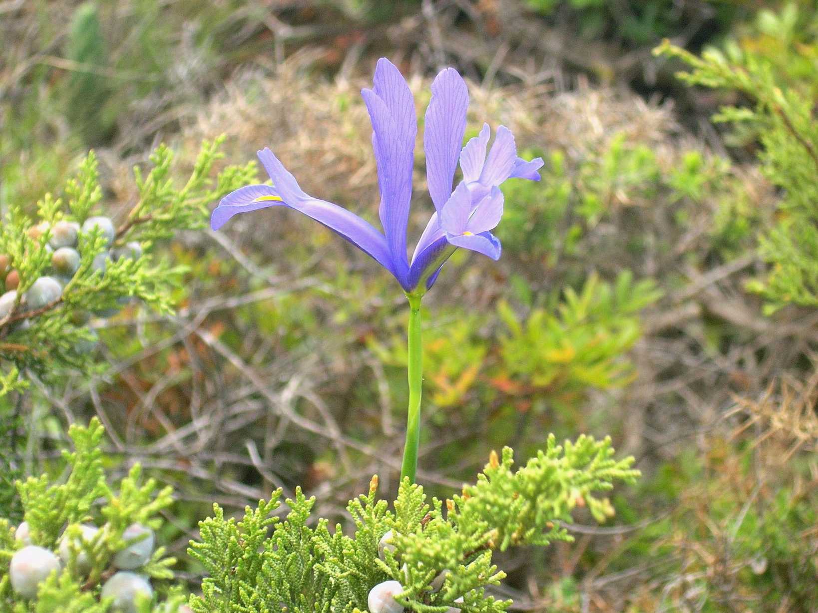 Iris xiphium