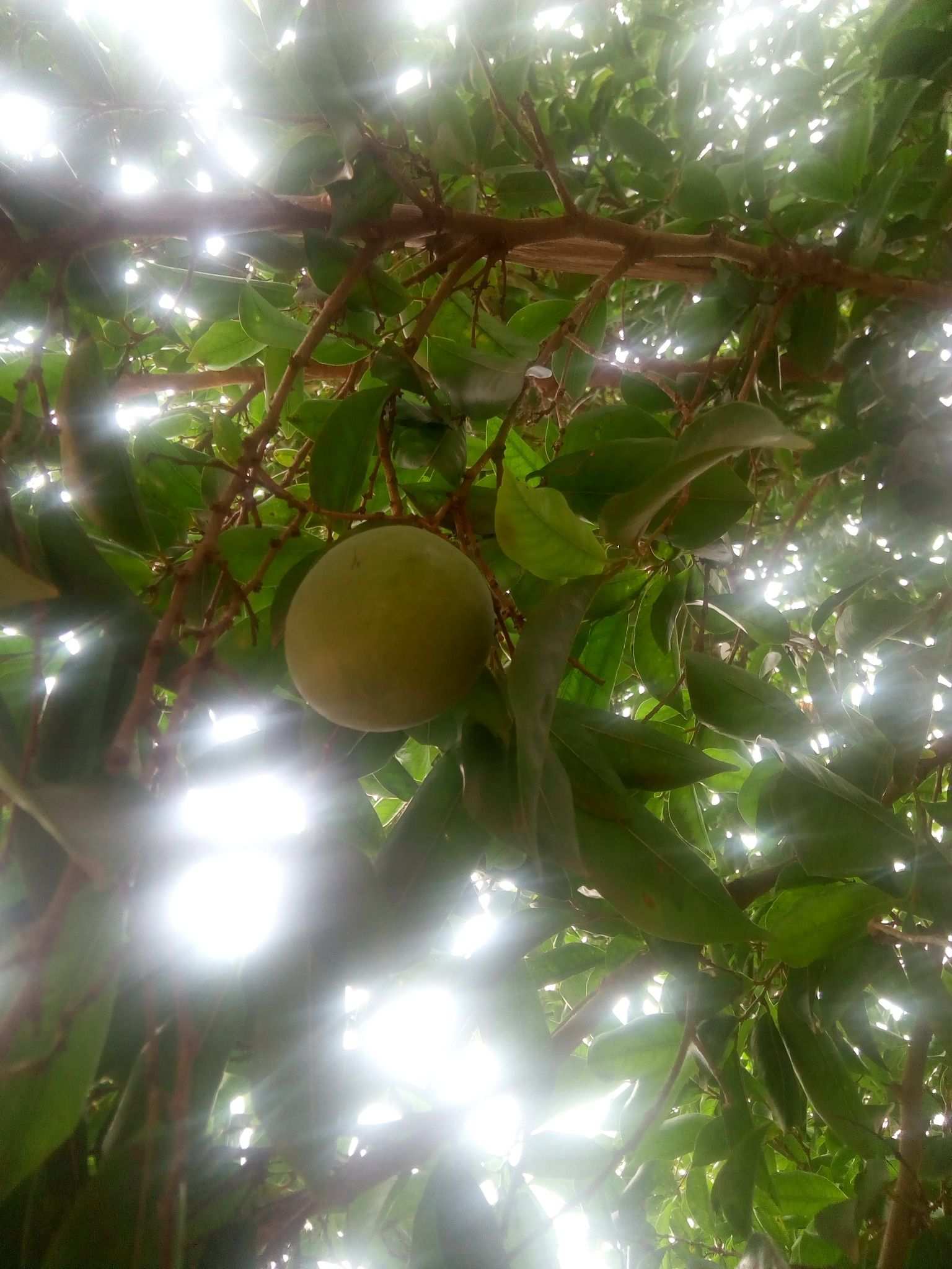 Irvingia gabonensis