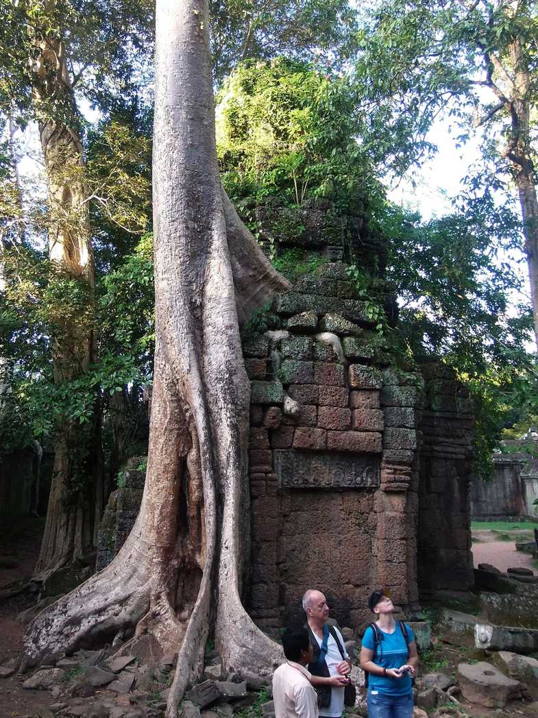 Irvingia malayana