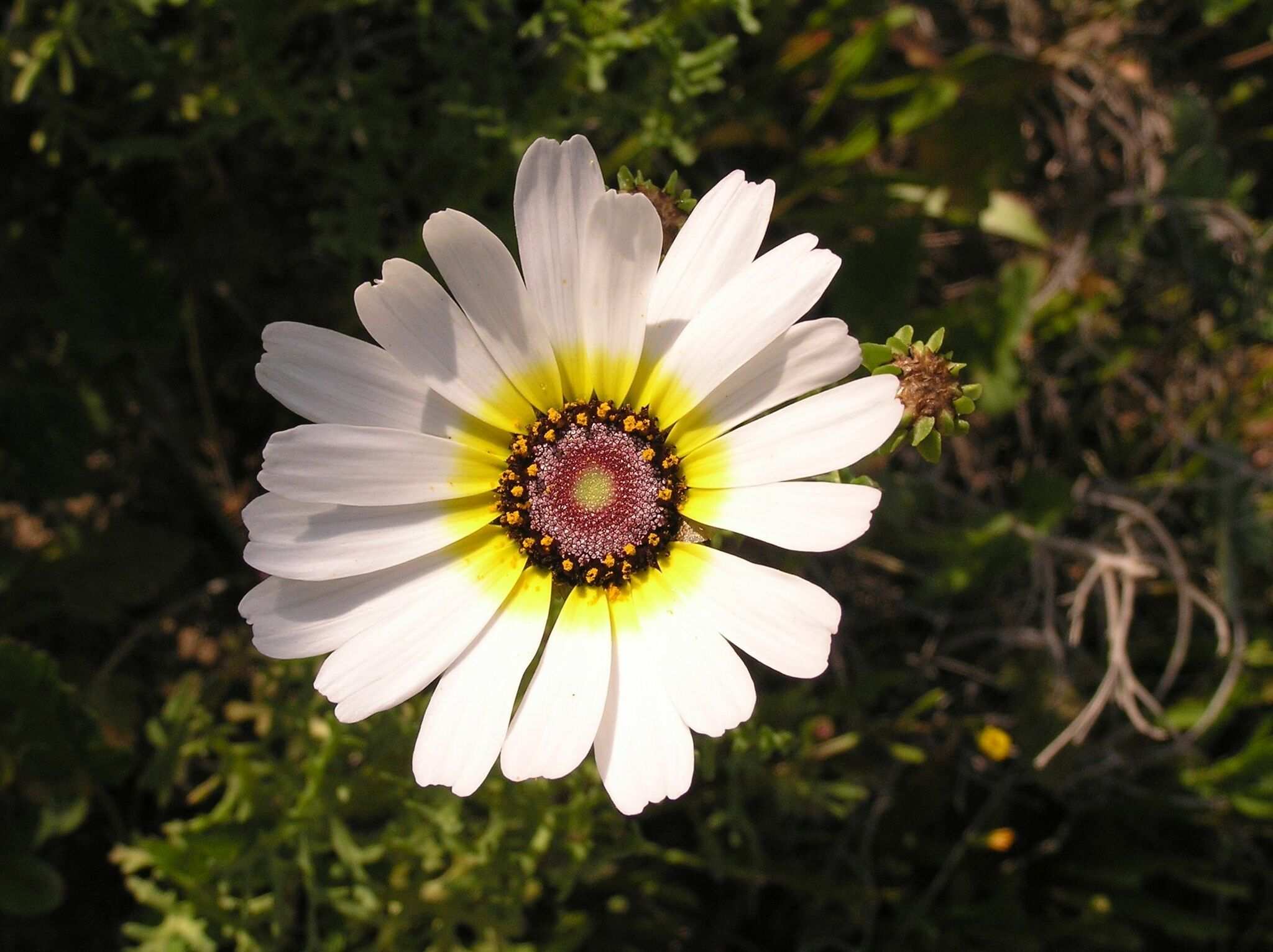 Ismelia carinata