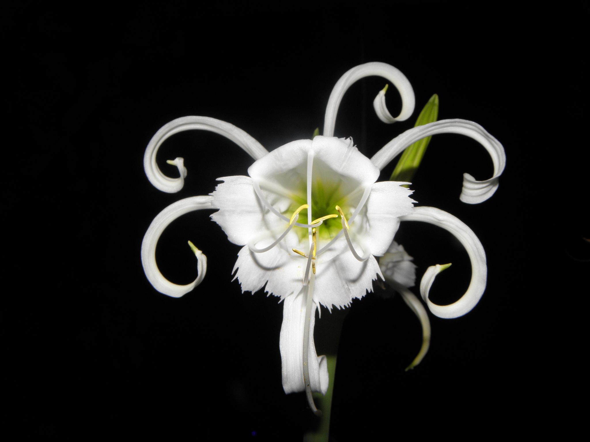 Ismene narcissiflora