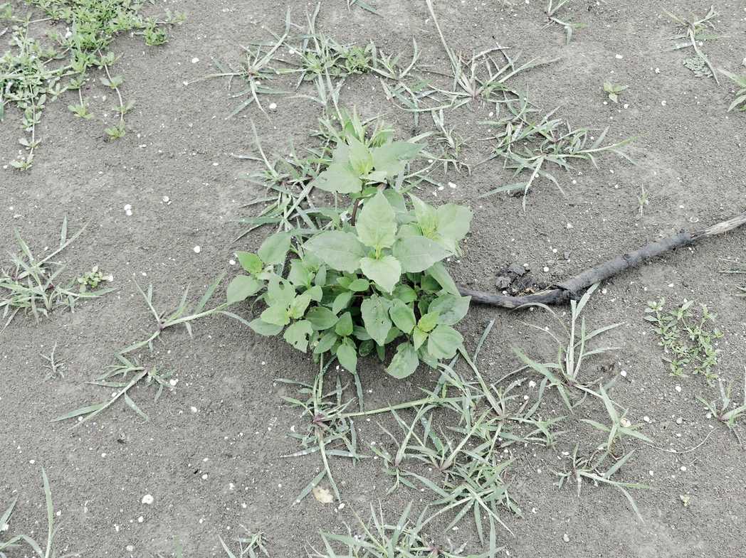 Iva annua