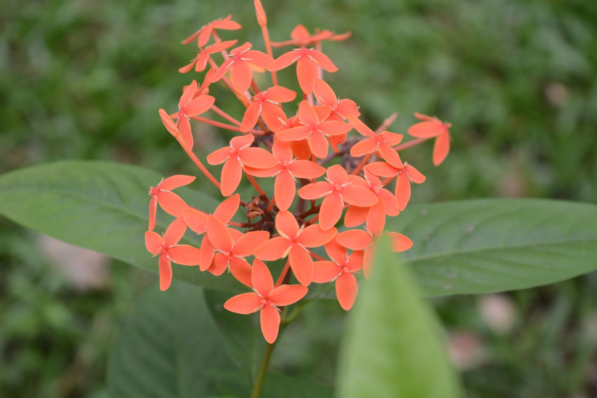 Ixora coccinea