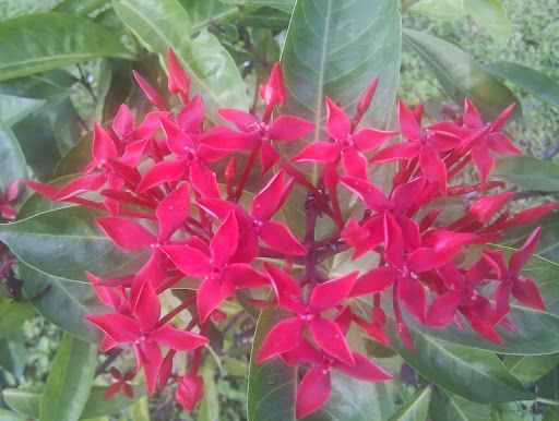 Ixora javanica