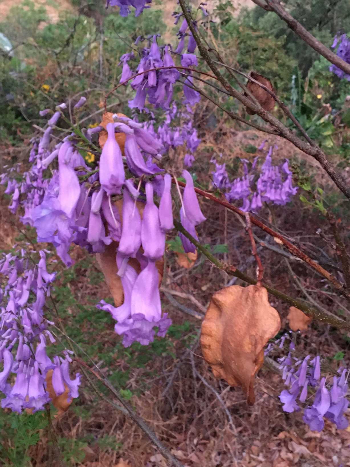 Jacaranda acutifolia