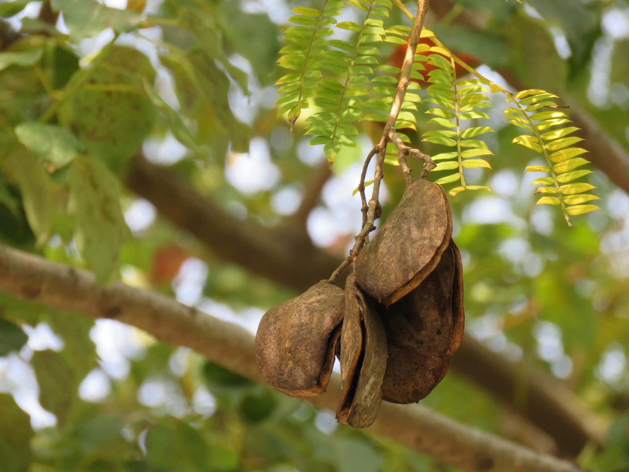 Jacaranda mimosifolia