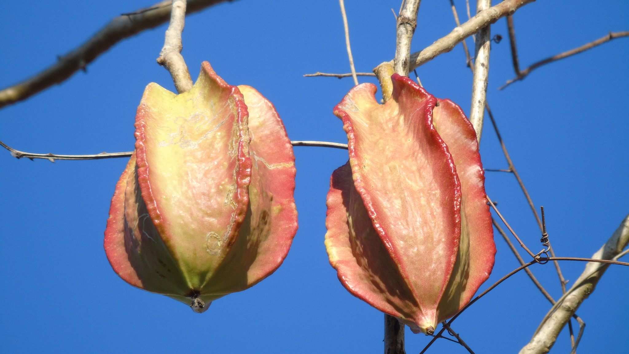 Jacaratia mexicana
