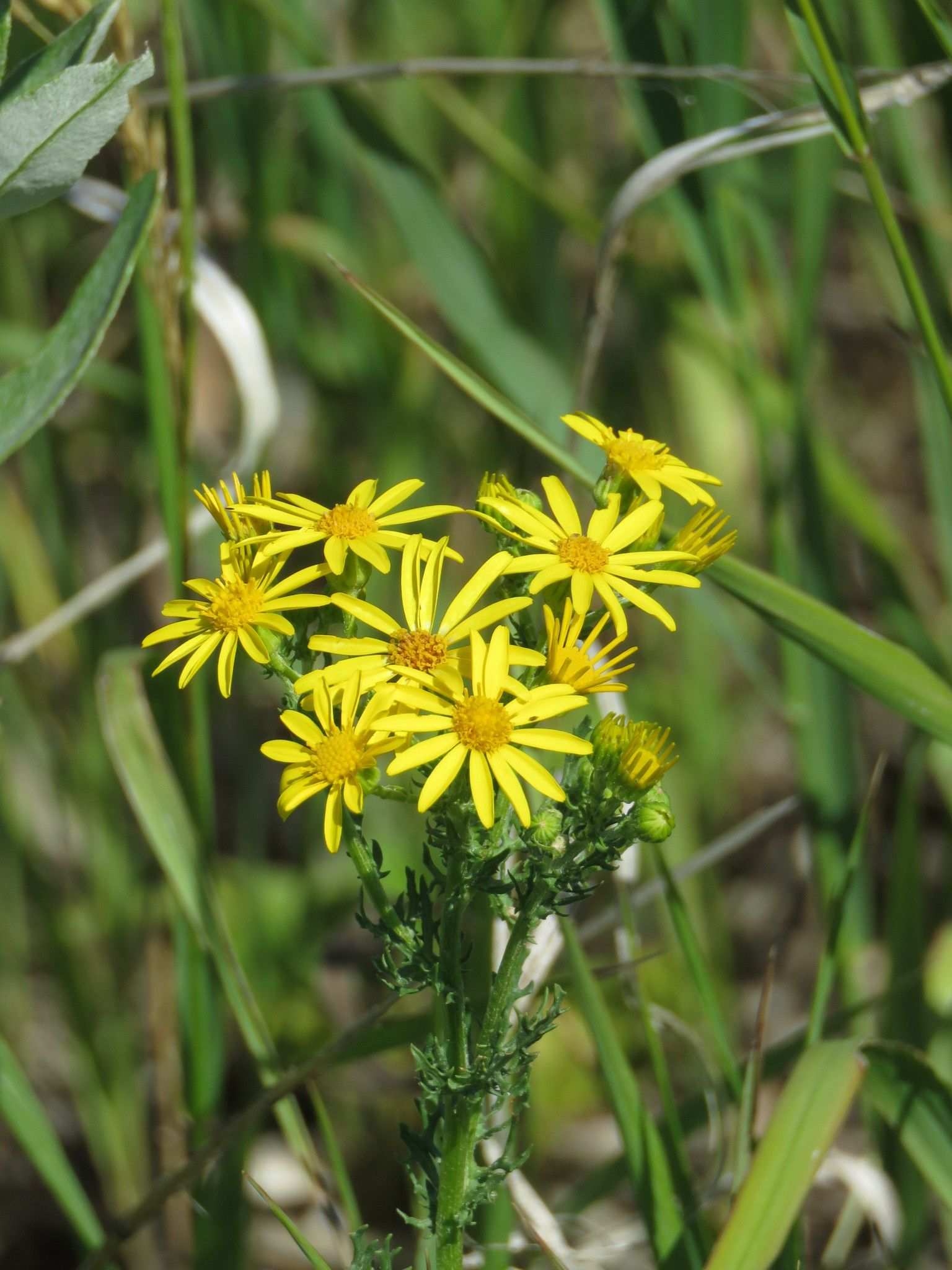 Jacobaea erucifolia