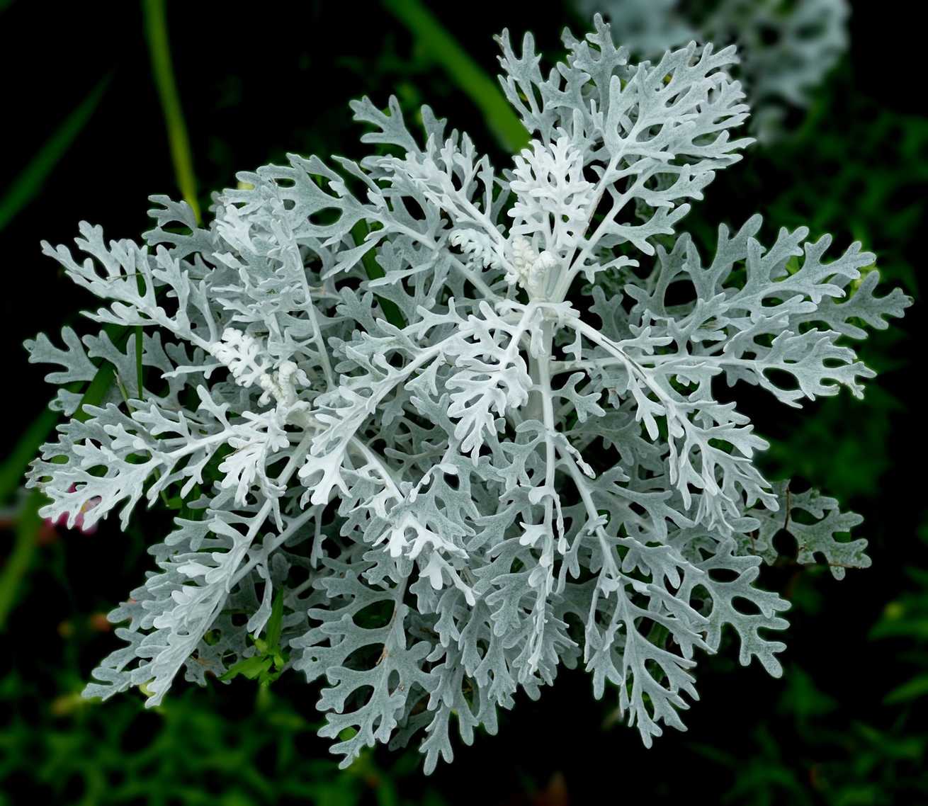 Jacobaea maritima