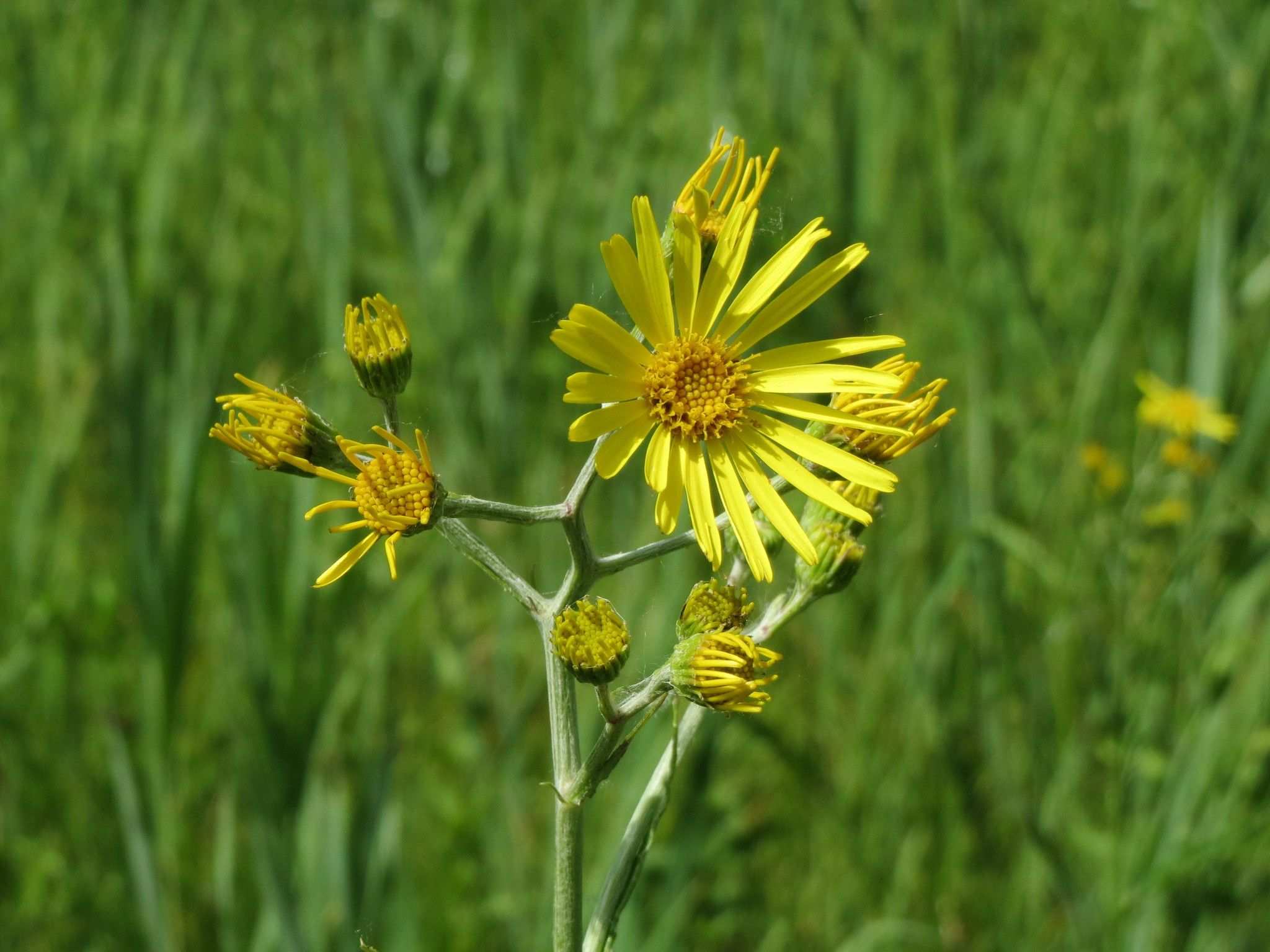 Jacobaea paludosa