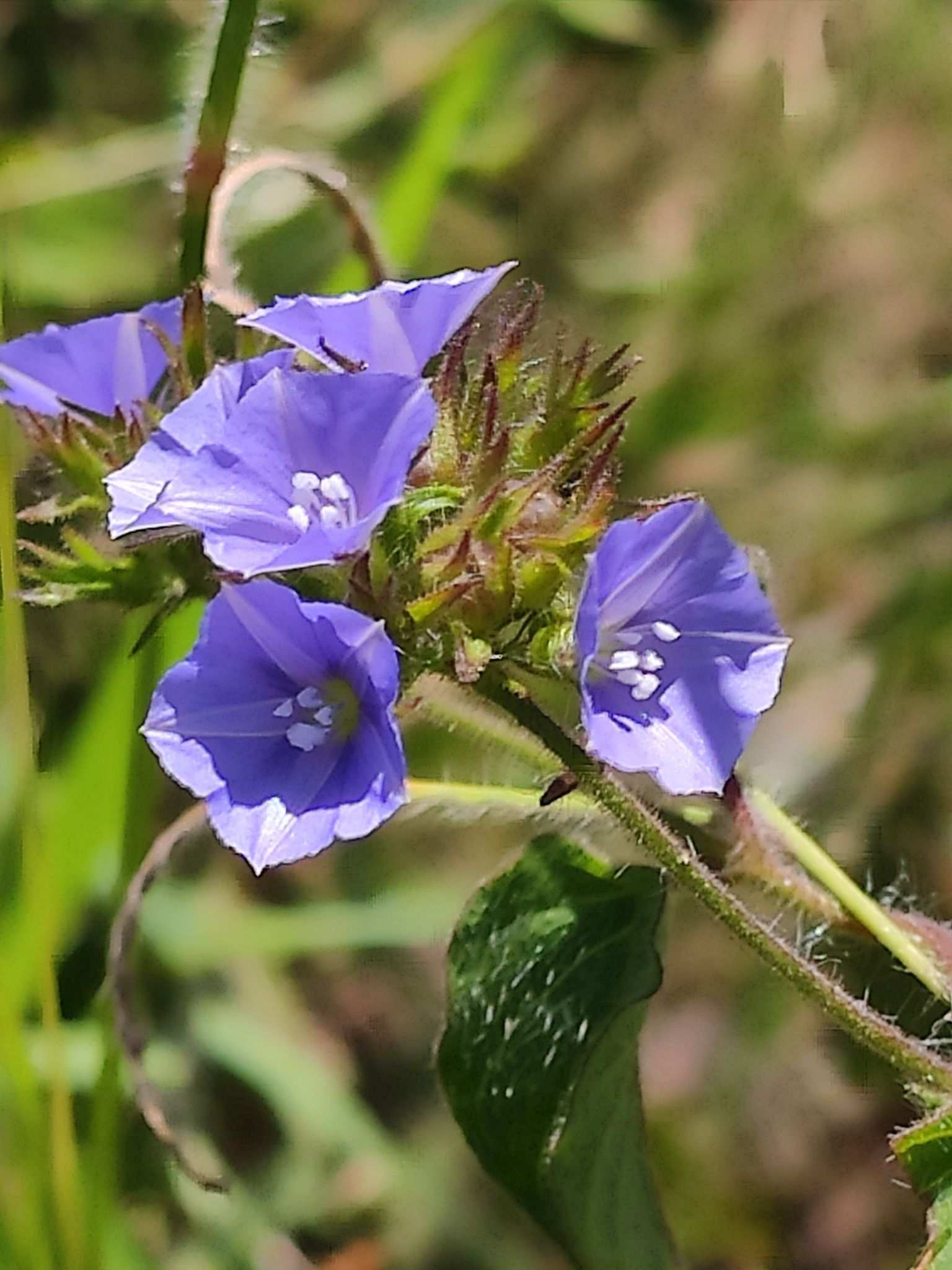 Jacquemontia sp.
