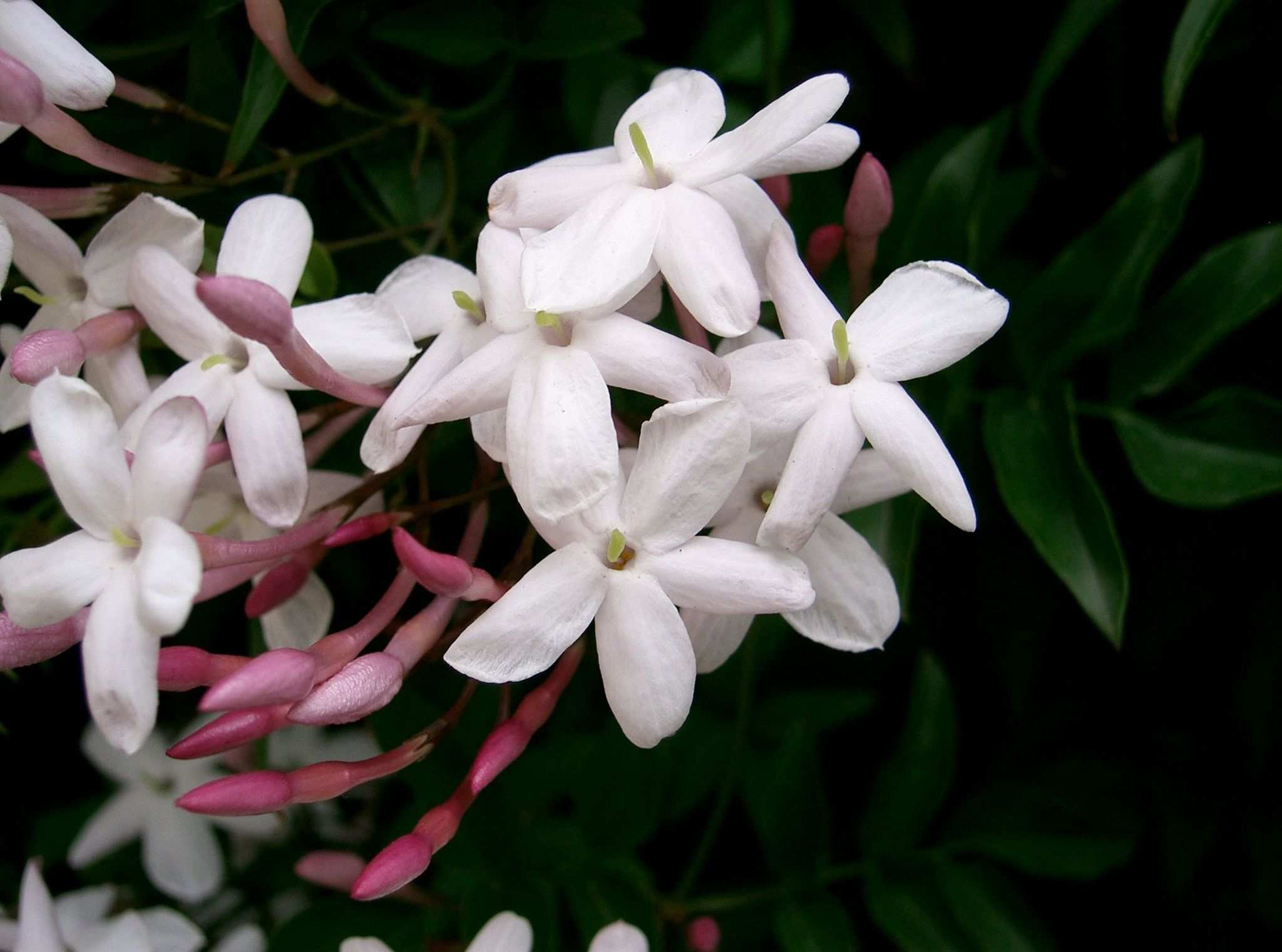 Jasminum