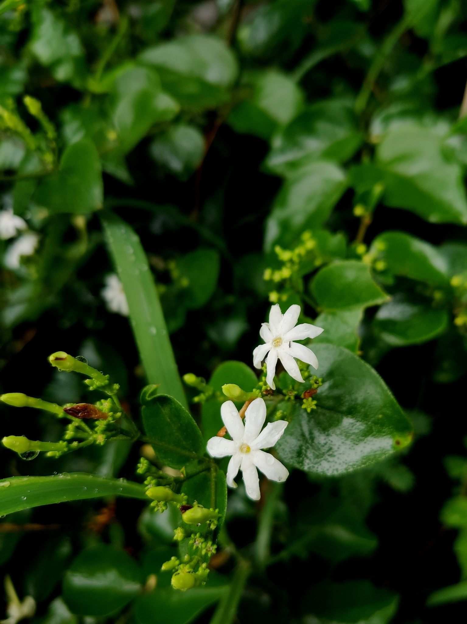 Jasminum auriculatum