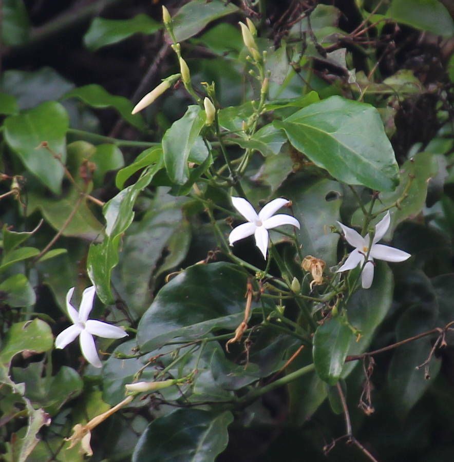 Jasminum azoricum