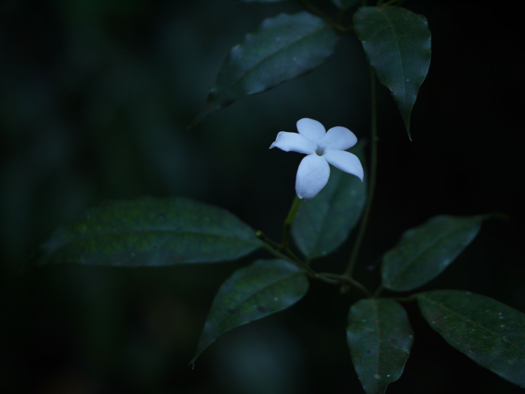 Jasminum flexile