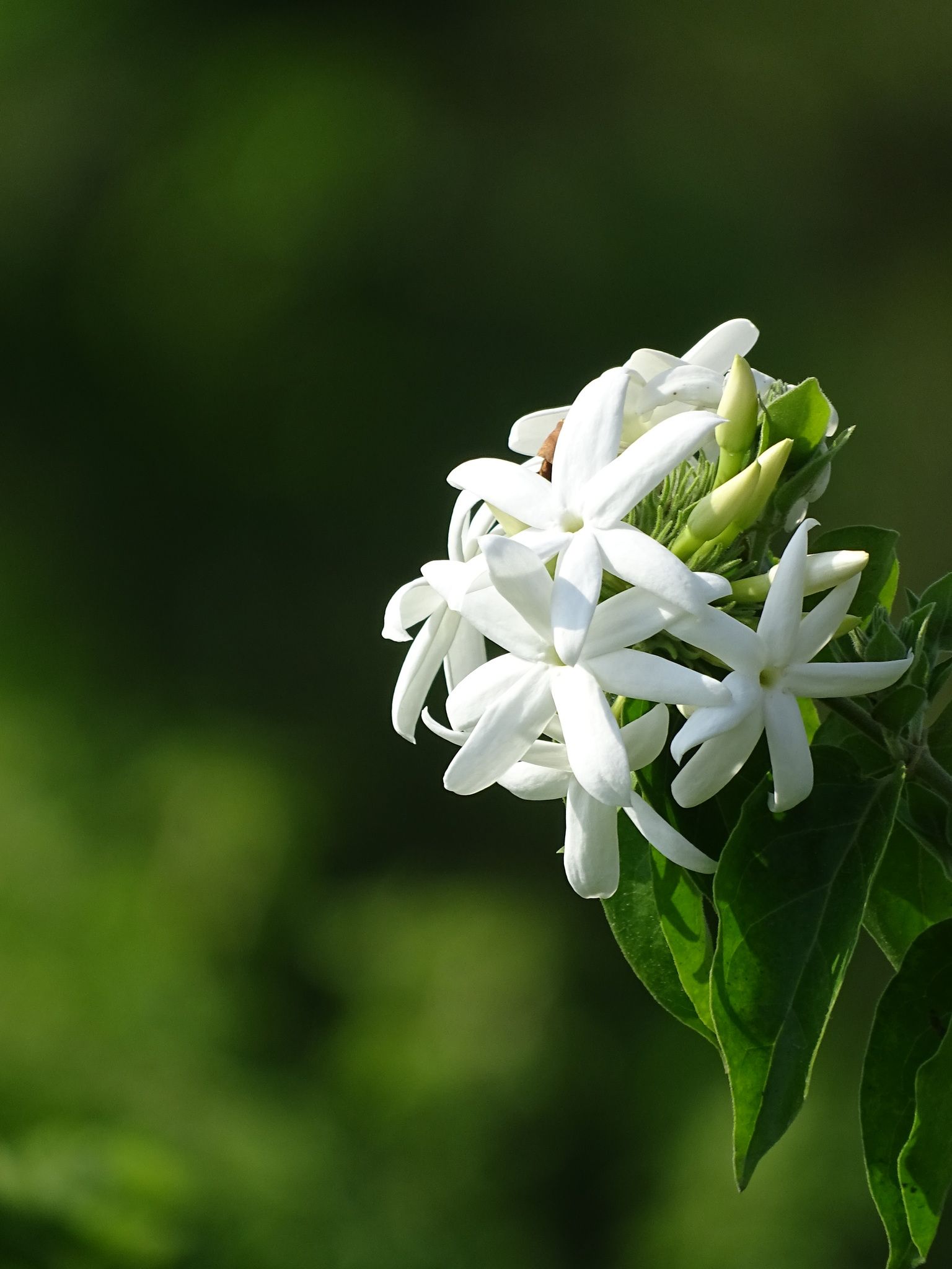Jasminum multiflorum