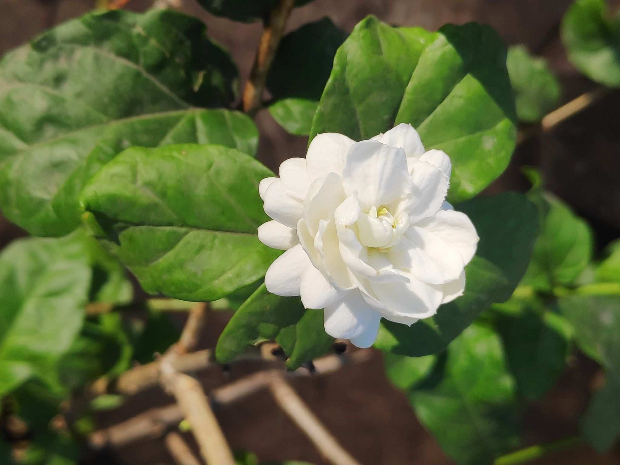 Jasminum sambac