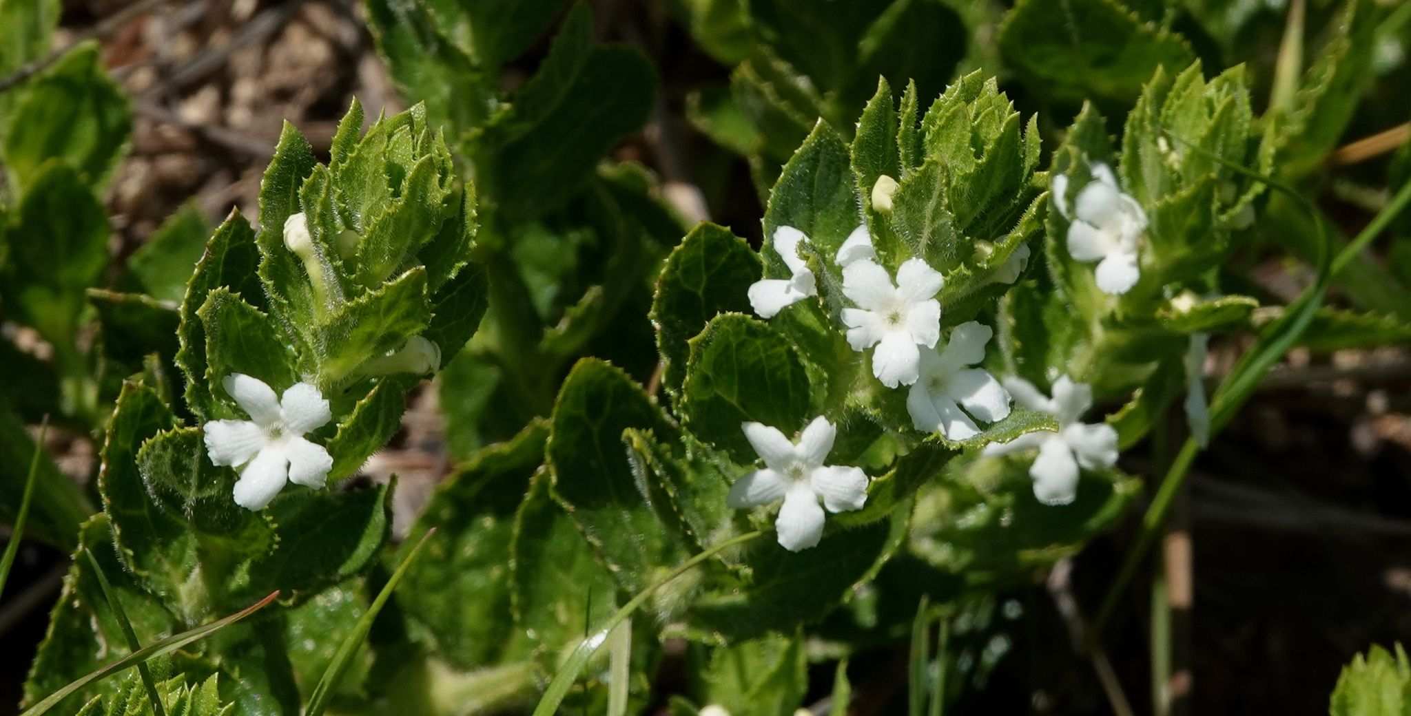 Jasminum sp.