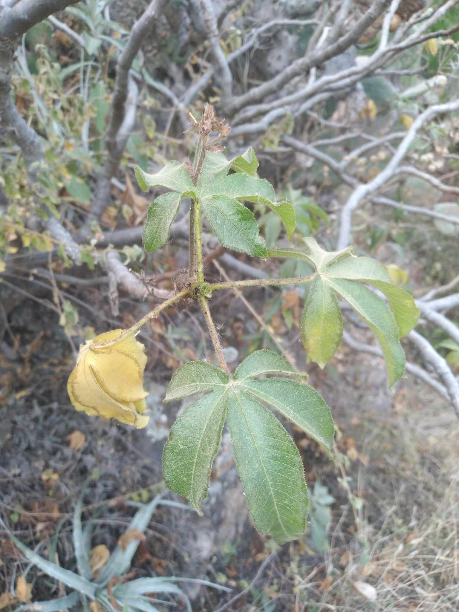 Jatropha clavuligera