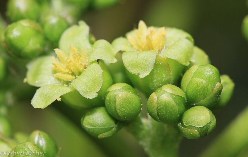Jatropha curcas
