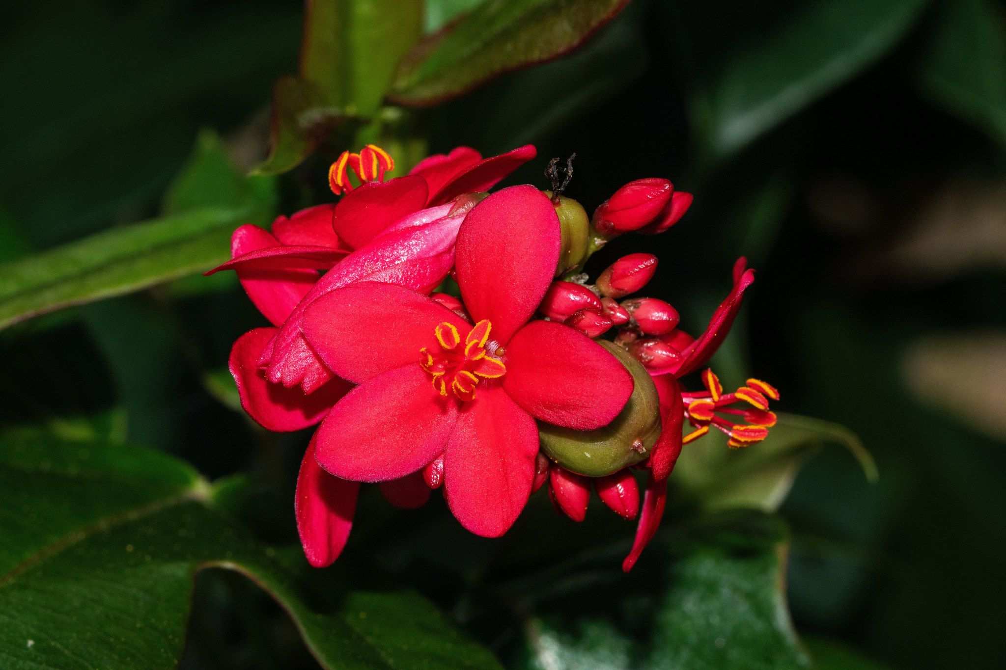 Jatropha sp.