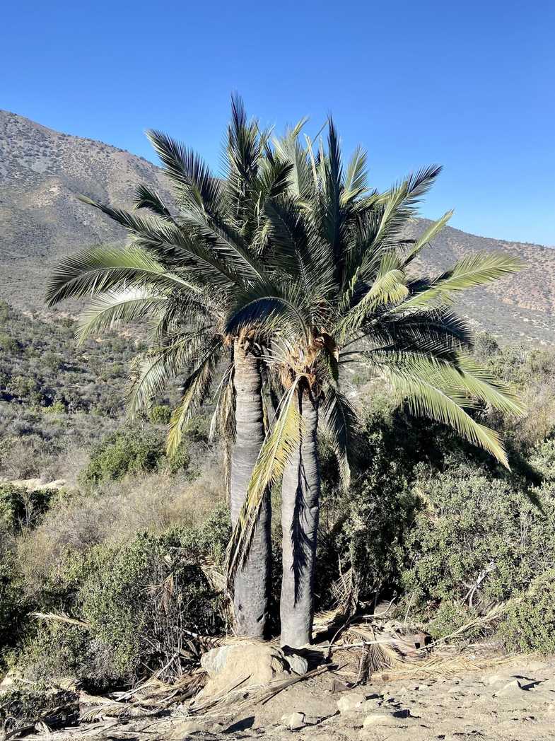 Jubaea chilensis
