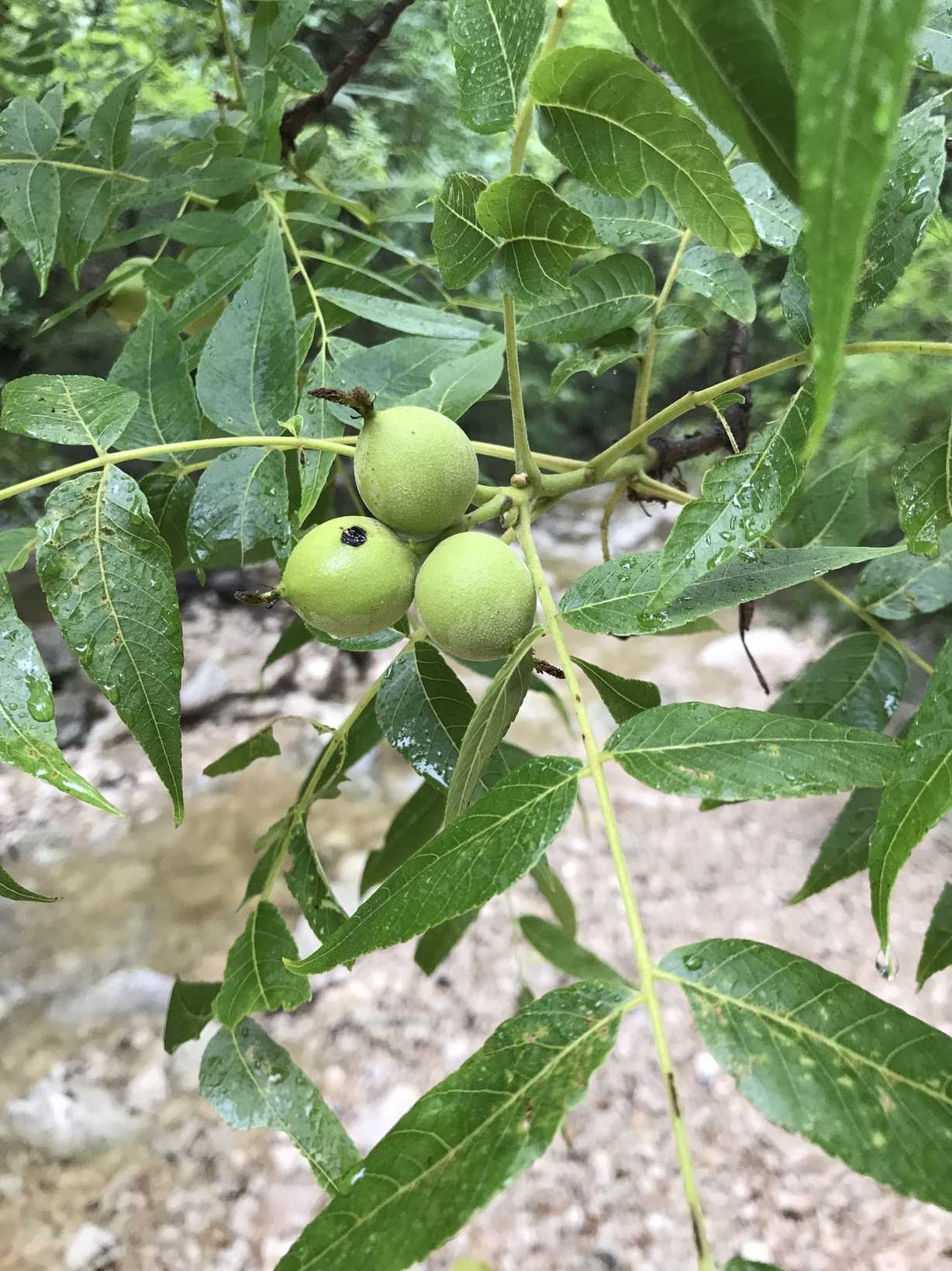 Juglans